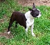  - Boston terrier retraitée