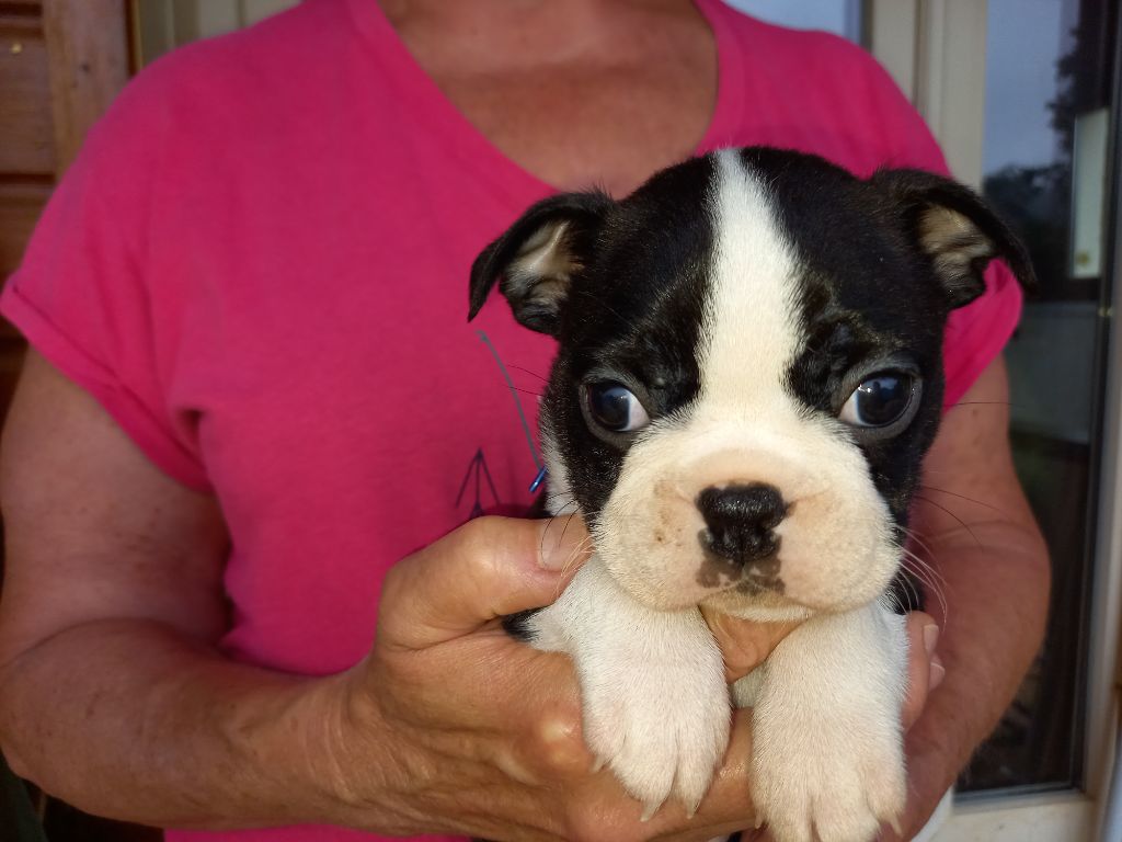 chiot Boston Terrier Of Honey's Bulls