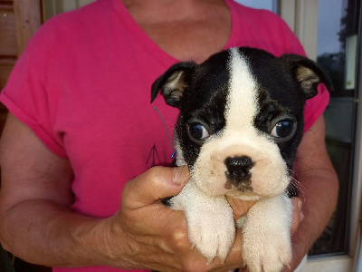 Of Honey's Bulls - Boston Terrier - Portée née le 11/07/2024