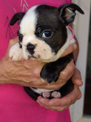 CHIOT au collier rose