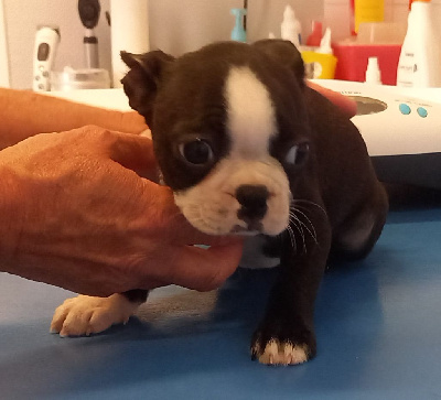 CHIOT au collier rouge