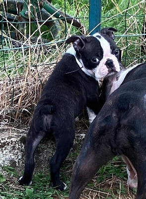 chiot au collier noir