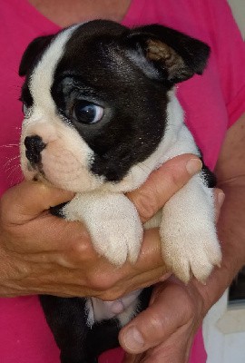 chiot au collier bleu