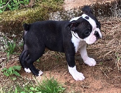 chiot au collier noir