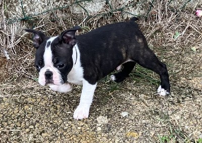 chiot au collier noir