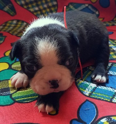 CHIOT au collier rouge