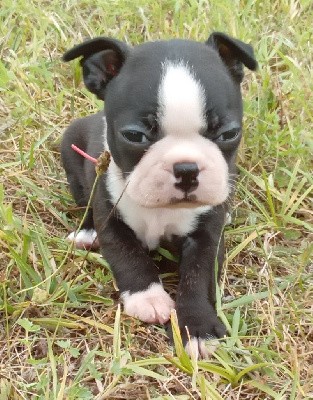 CHIOT au collier rouge