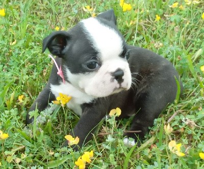 CHIOT au collier rose