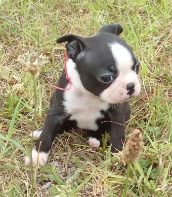 CHIOT au collier rouge