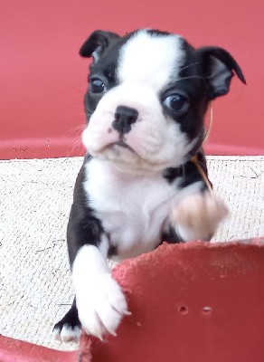 CHIOT au collier jaune/orange