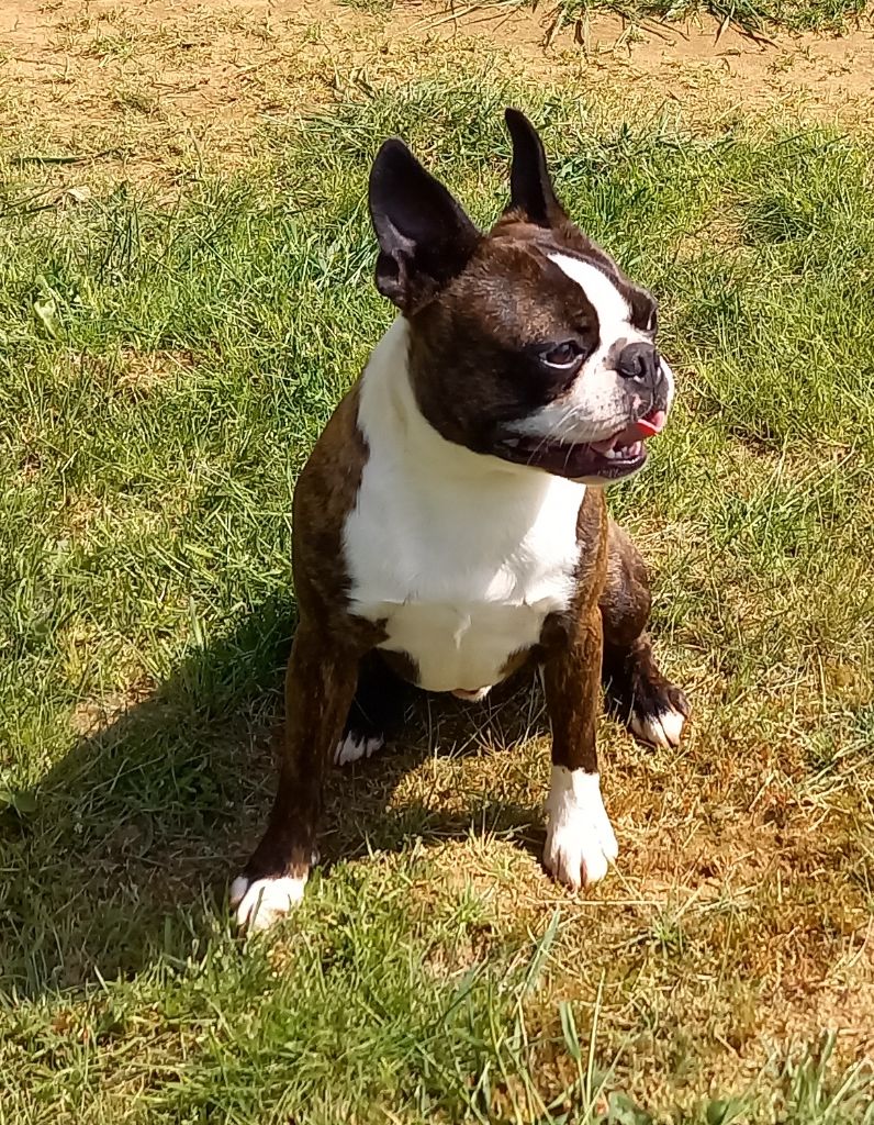 Pépito Of Honey's Bulls