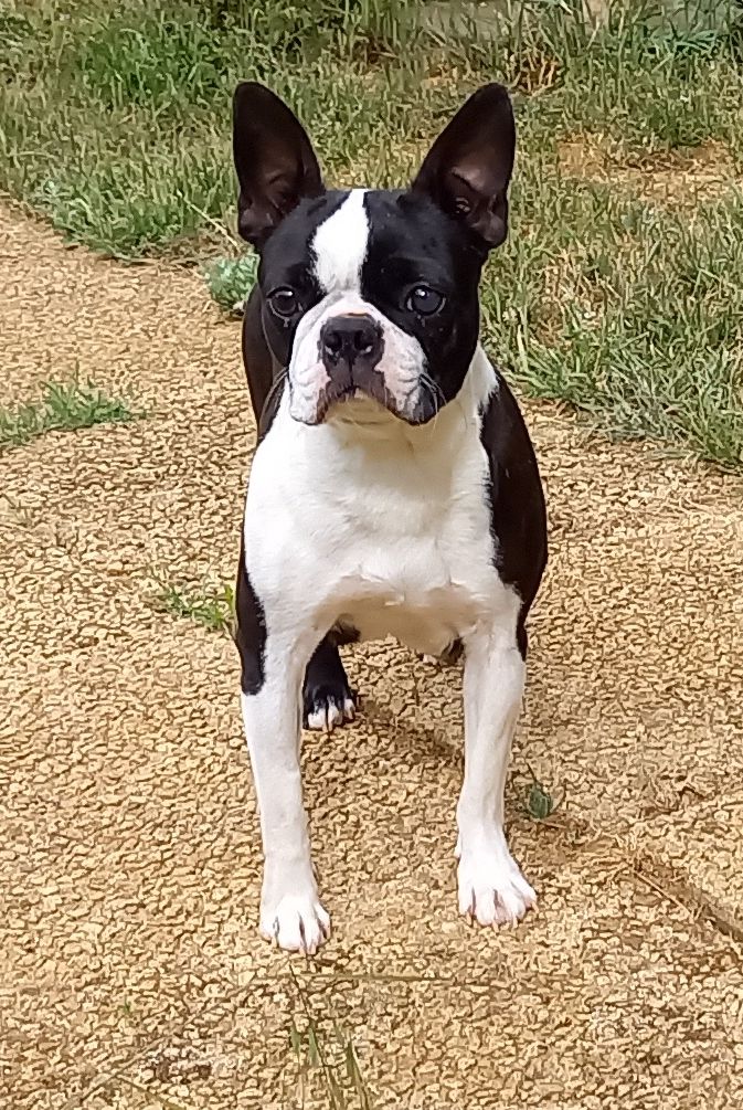 Petula Of Honey's Bulls