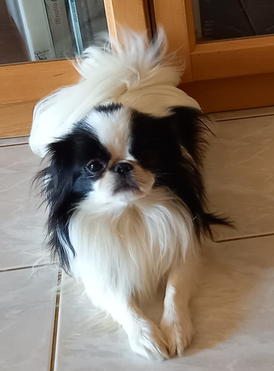 TOMYO