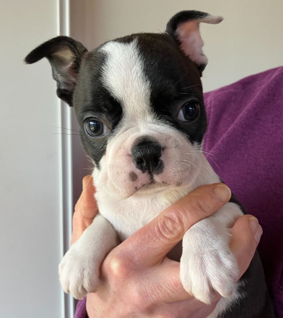 Of Honey's Bulls - Chiots disponibles - Boston Terrier