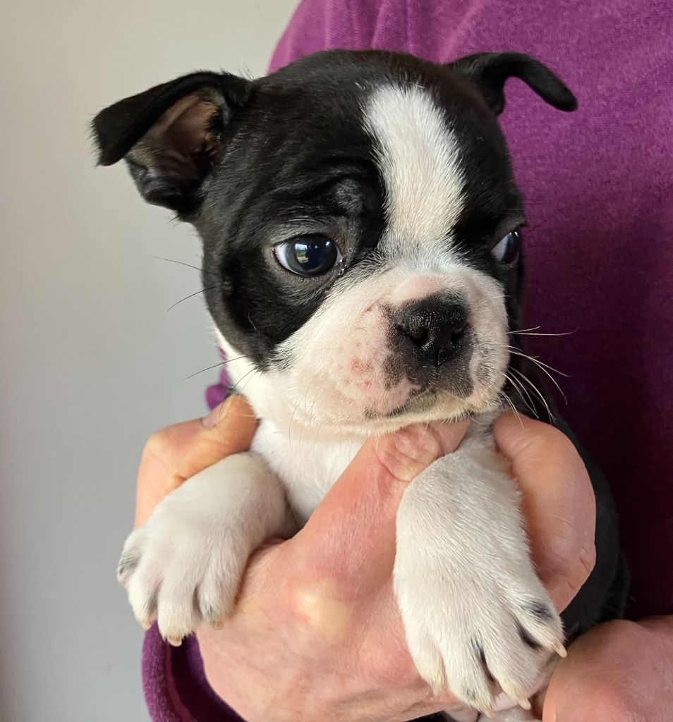 Of Honey's Bulls - Chiots disponibles - Boston Terrier