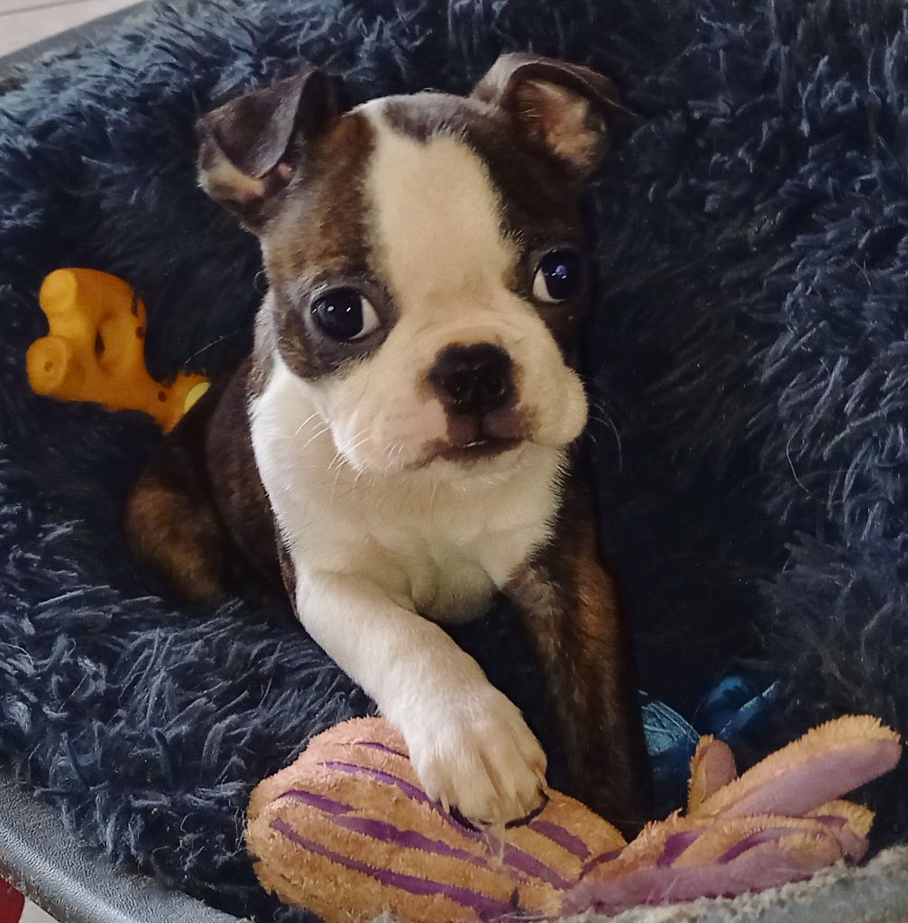 Chiot Boston Terrier Of Honey's Bulls