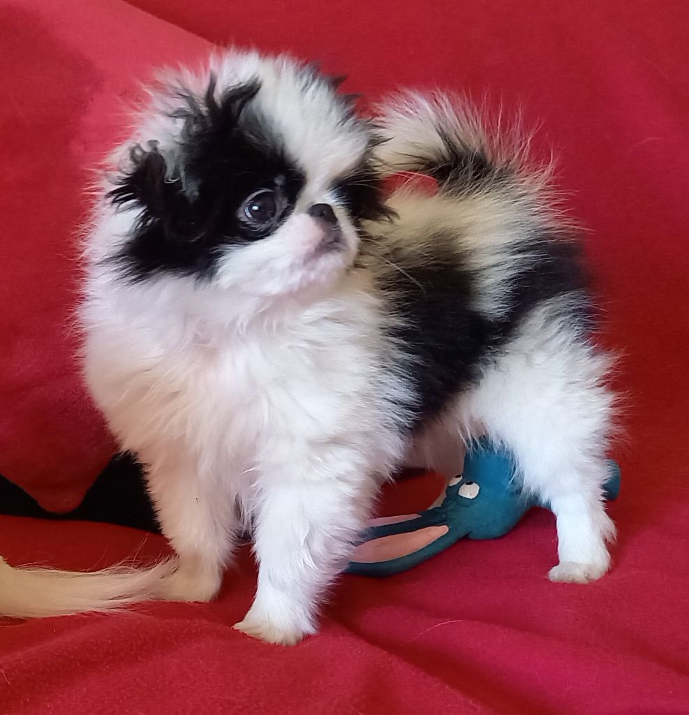CHIOT au collier noir