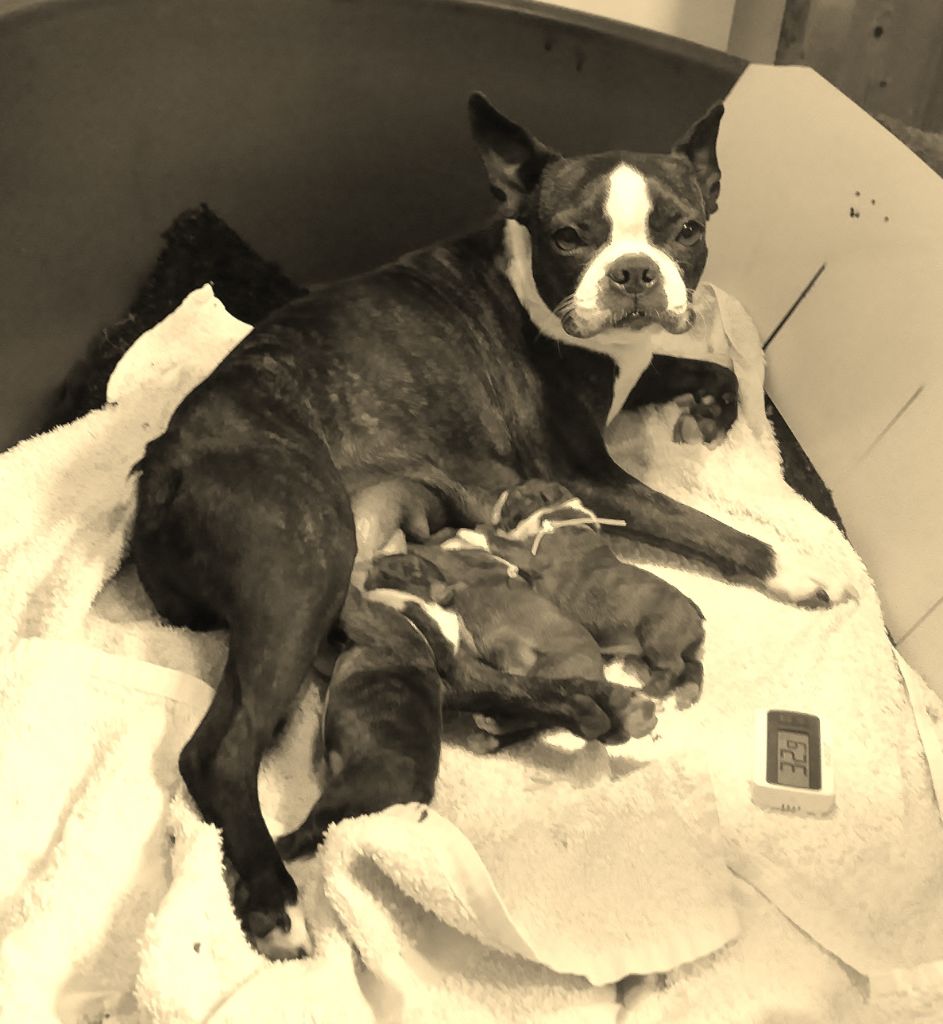 Chiot Boston Terrier Of Honey's Bulls