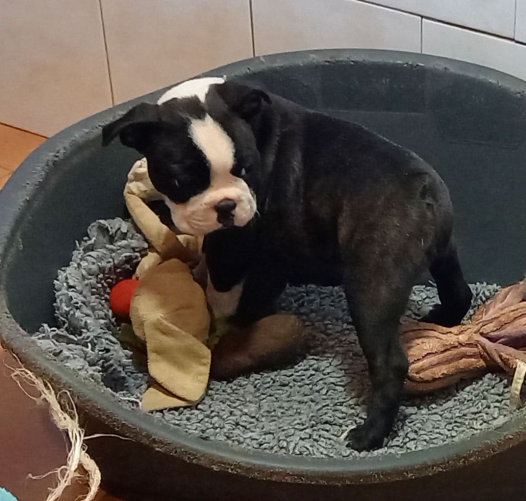 Of Honey's Bulls - Boston Terrier - Portée née le 09/05/2023