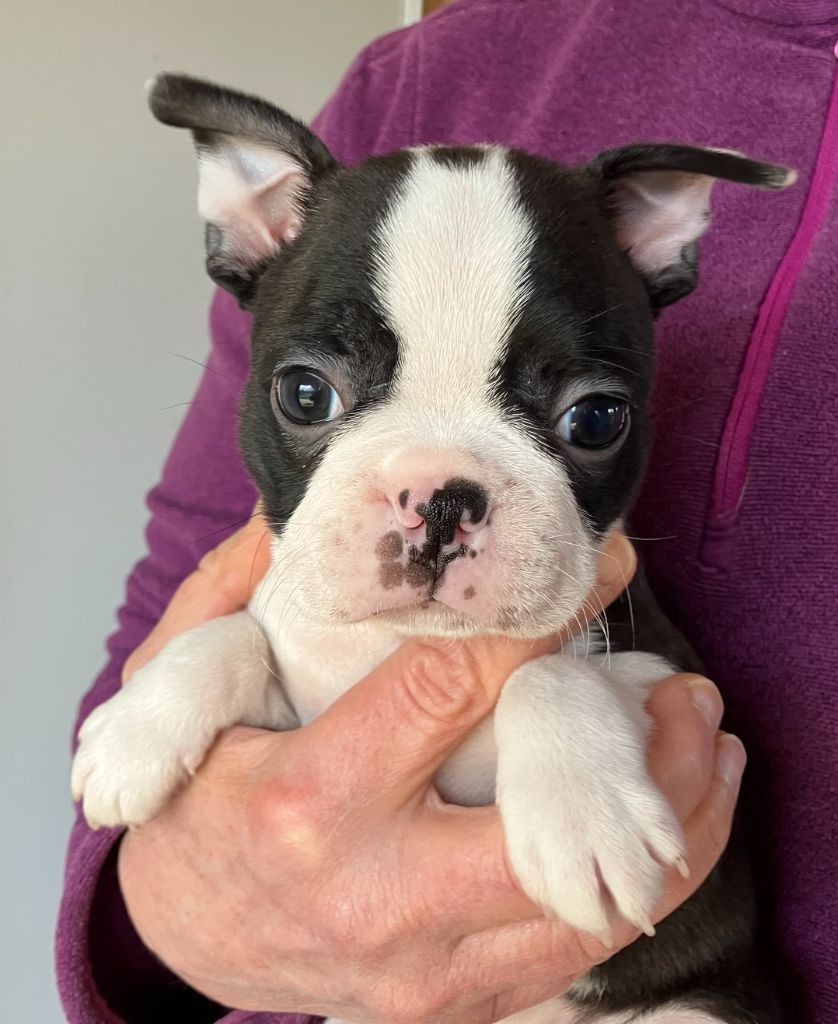 Of Honey's Bulls - Chiots disponibles - Boston Terrier